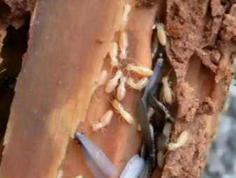 普宁白蚁防治公司分享新房入住防虫攻略，提前布局远离白蚁隐患
